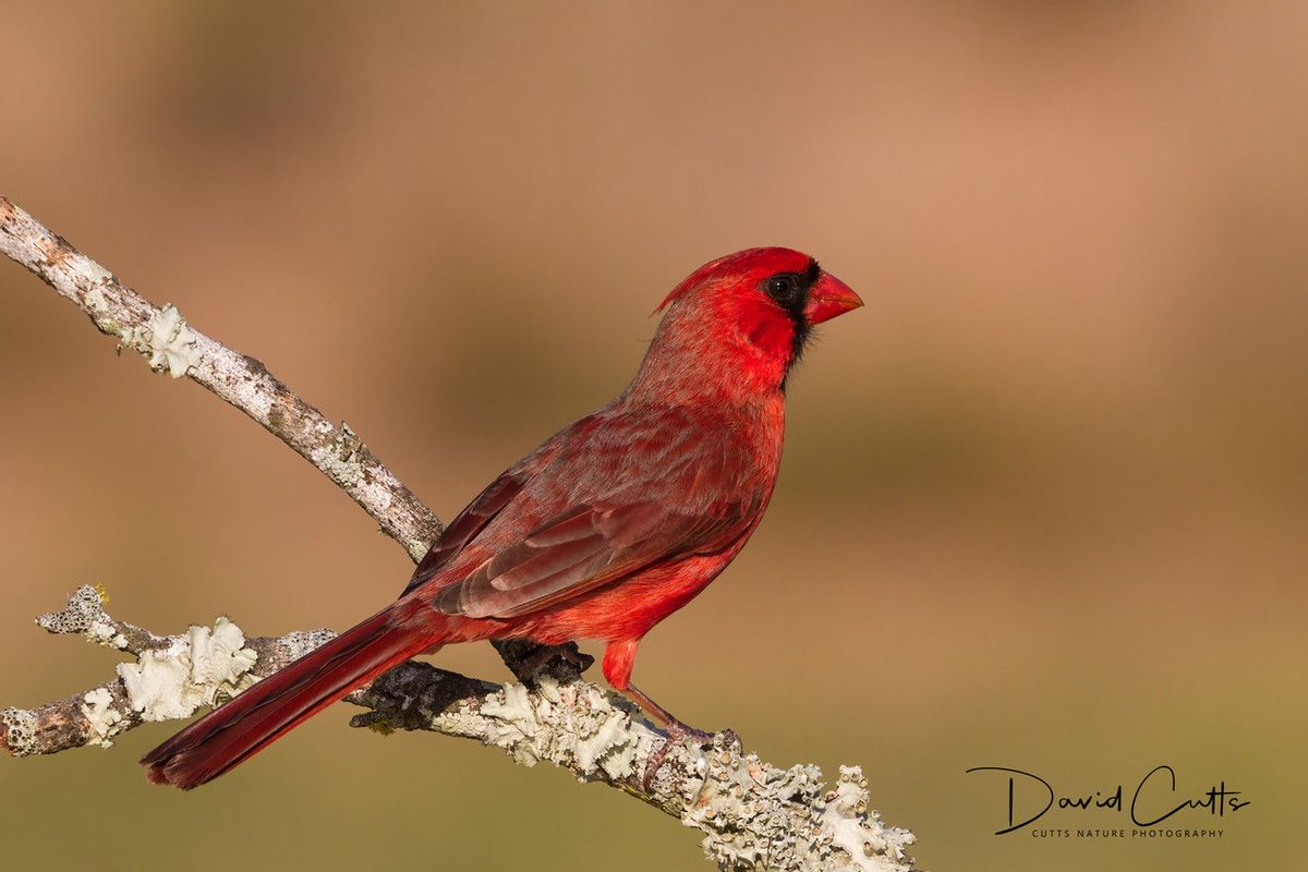 BelindaGreb's tweet photo. Explore CuttsNaturePhotography website David Cutts
@CuttsNaturePics https://t.co/Fc2PXrZdjc https://t.co/xtWqrmnqsh