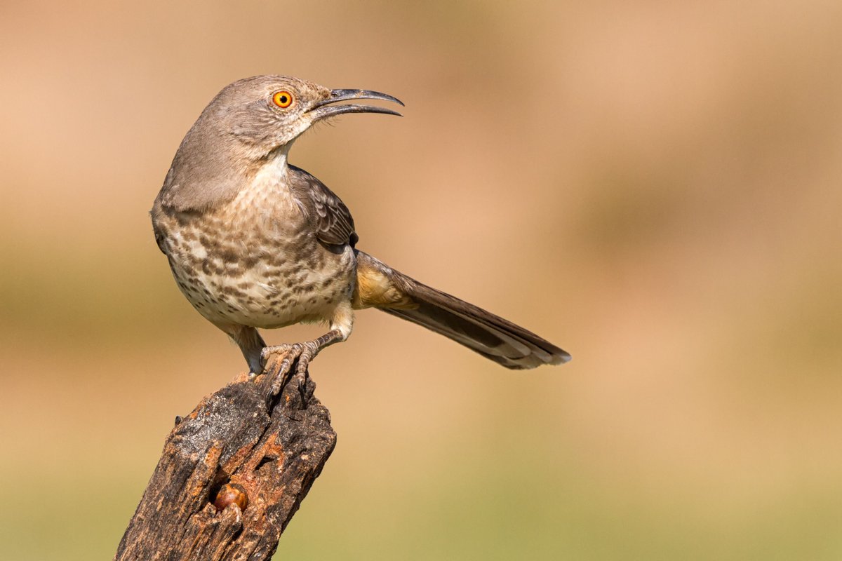BelindaGreb's tweet photo. Explore CuttsNaturePhotography website David Cutts
@CuttsNaturePics https://t.co/Fc2PXrZdjc https://t.co/xtWqrmnqsh