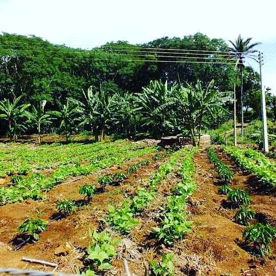 projetomonitora's tweet photo. O projeto Dom Hélder Câmara abrange 11 estados AL, BA, CE, ES, MA, MG, PB, PE, PI, RN e SE, coordenado pelo @Mapa_Brasil, por meio de um acordo firmado com o Fundo Internacional de Desenvolvimento Agrícola (Fida) para ações de combate à pobreza e apoio ao desenvolvimento rural. https://t.co/5o0KvinuMh