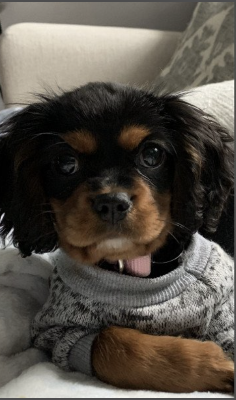 SelvaRod's tweet photo. Please Vote for my Olivia at the 2021 Cutest Dog Photo Contest entry! https://t.co/C57e2PAZME https://t.co/egX6oiy7y4