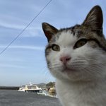 カブトガニに関連する10件のまとめ Togetter