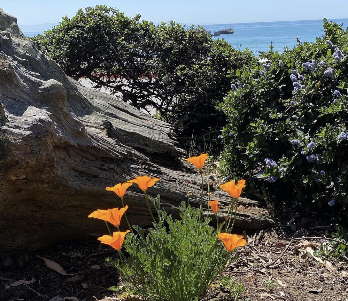 @visitsantacruz @VisitHMB @VisitOceanside @VisitMarin @VisitCarlsbad @Visit_Anaheim @TheCACoast @landtrustscc @LetsCruzPR @calparks We just 🧡 seeing the poppies at our local state parks and beaches. #thatsmypark
📷 credit: @seacliffstatebeach