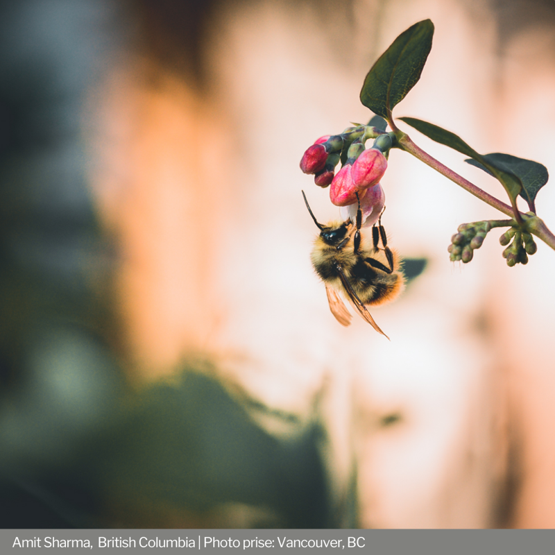 UKinCanada's tweet photo. Après avoir examiné 100+ soumissions provenant de partout au 🇨🇦, nos juges ont été très émus par ces histoires sur le climat 🌱
Félicitations à nos incroyables gagnants du concours #CapturingClimate 🥳
Pour voir les photos: https://t.co/fmXEhD0IGL