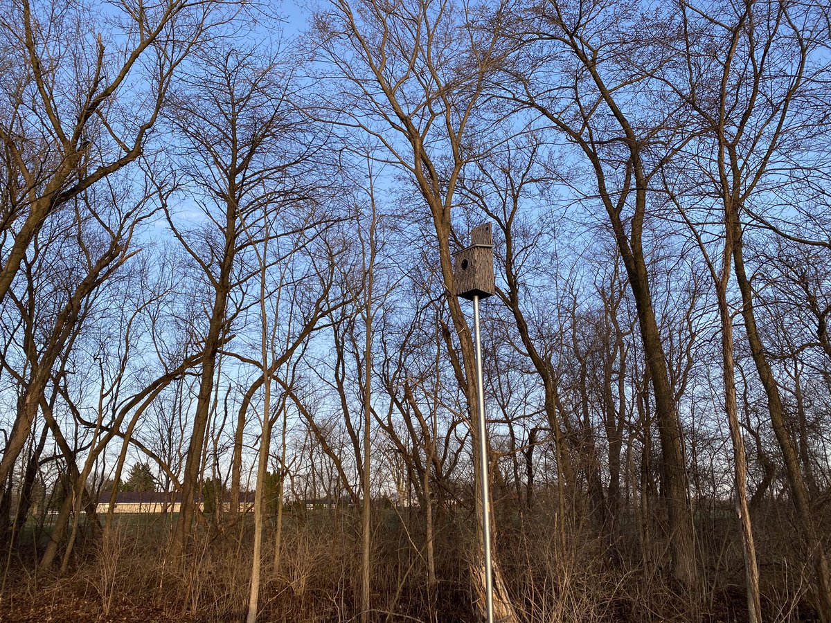 Finished installing 3 more screech owl boxes today! <a href="/FoxHillsGolf/">Fox Hills Golf</a> <a href="/AudubonIntl/">Audubon Int'l</a>