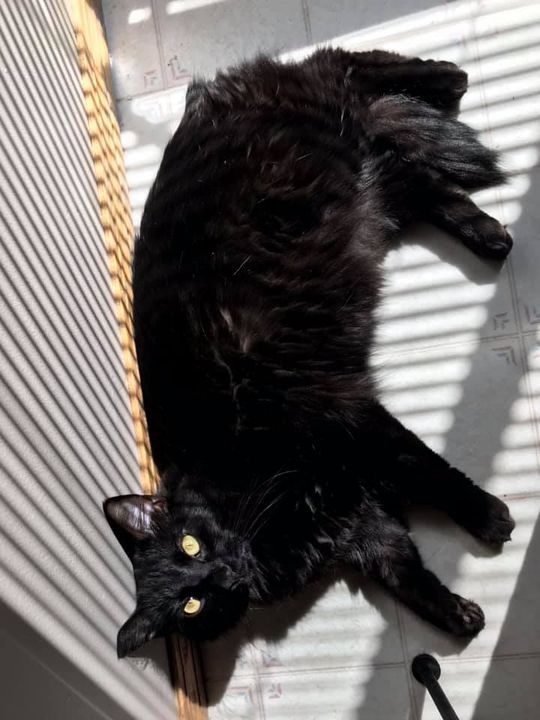 LOST: dlh black cat in #harvesthills. Msg Holly Dawn or comment on this post if sighted/found. Pls rt, share, watch, help to find THOR! https://t.co/kxHrNmJczw https://t.co/Hh6lEtQ7Nx
