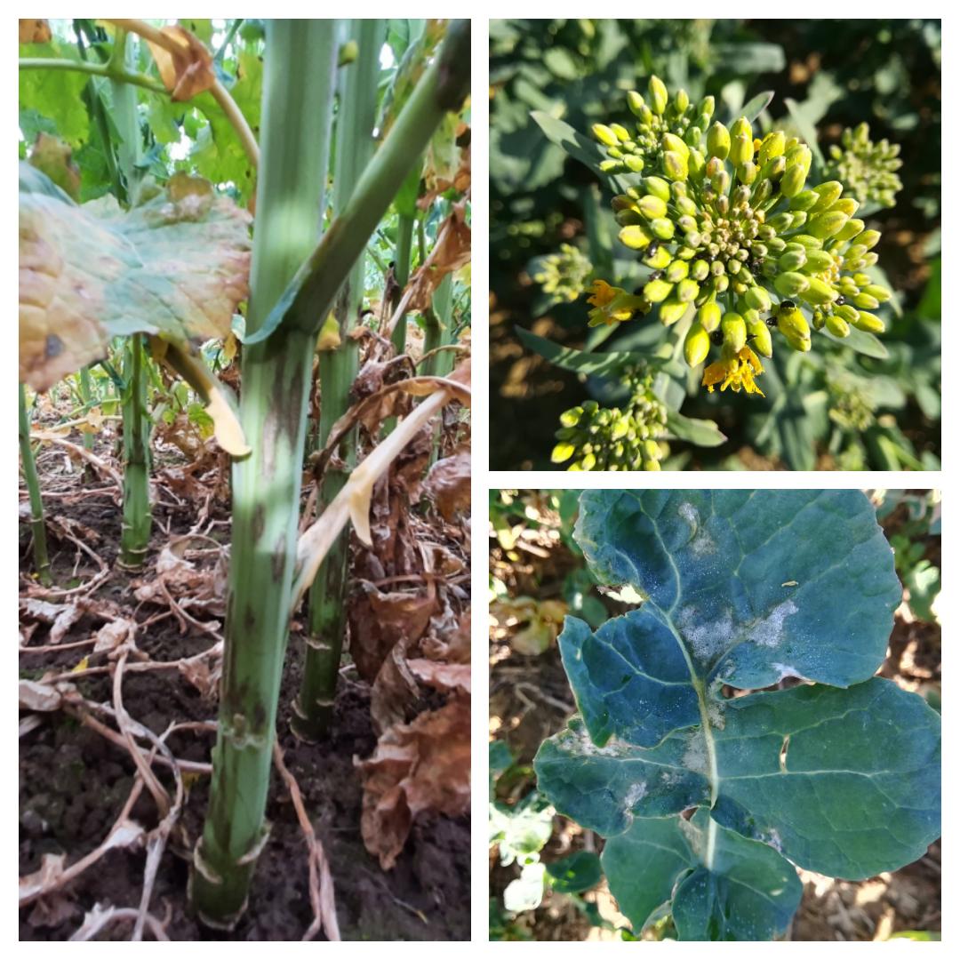 FJansseune's tweet photo. #VuDansLesEssaisColzaCeJour - notre œil est attiré par les fleurs... mais ça se passe aussi dessous avec une pression #cylindrosporiose galopante au Nord de la Loire sur les variétés sensibles. #colza https://t.co/M3w6Dc4aJi