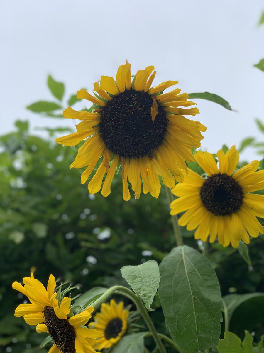 bethmcleavy's tweet photo. @NWLEnviro https://t.co/xuxW6Uqxxn