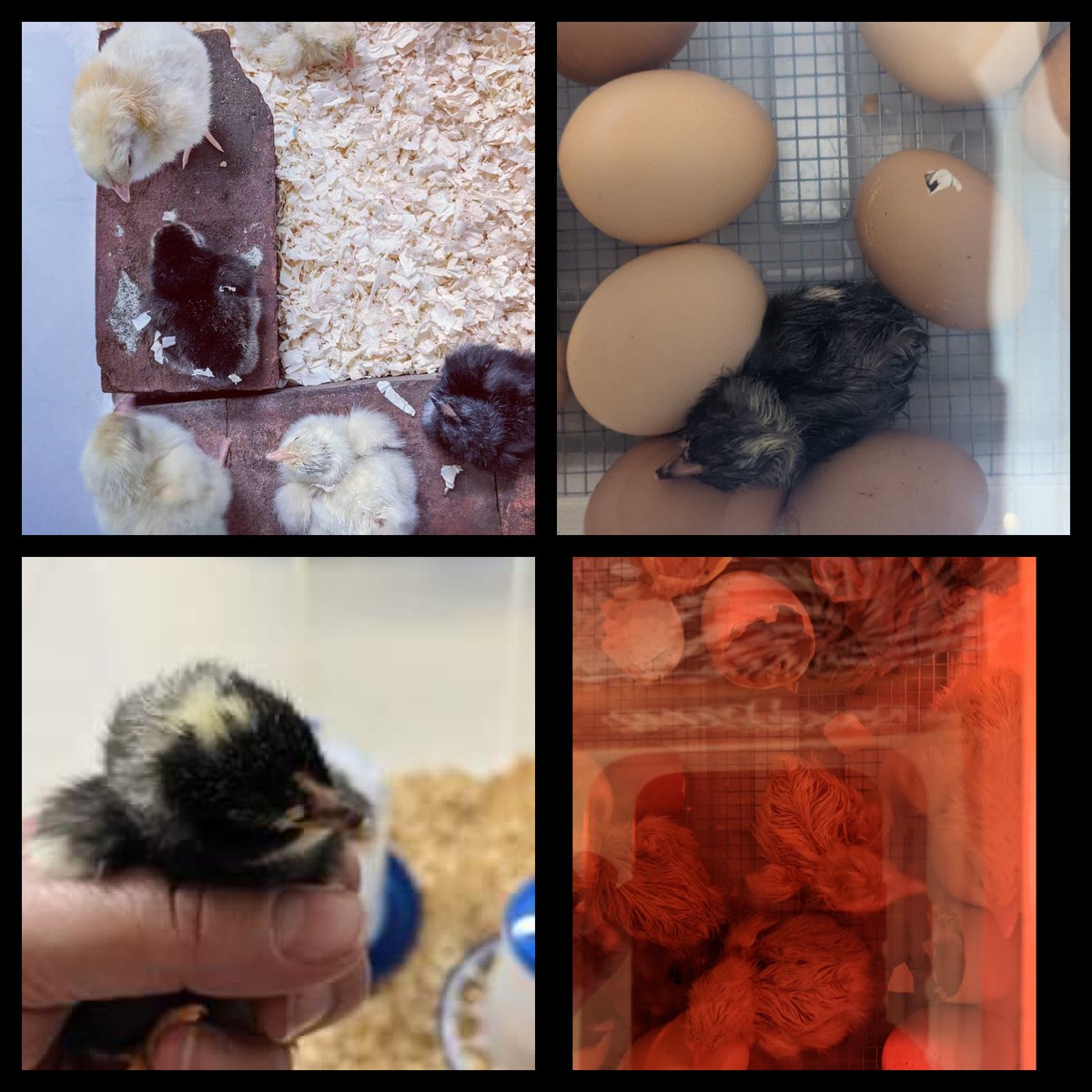 We have had a very busy, but fun, two days! We planted soy beans and wheat from <a href="/GrainFarmers/">Grain Farmers of Ontario</a> and had some virtual visits with @AlexMcM38766685 to check in on the hatching of the chicks in her classroom!  Spring is here! <a href="/DSBNVirtual/">DSBN Virtual School</a> <a href="/dsbn/">District School Board of Niagara</a>
