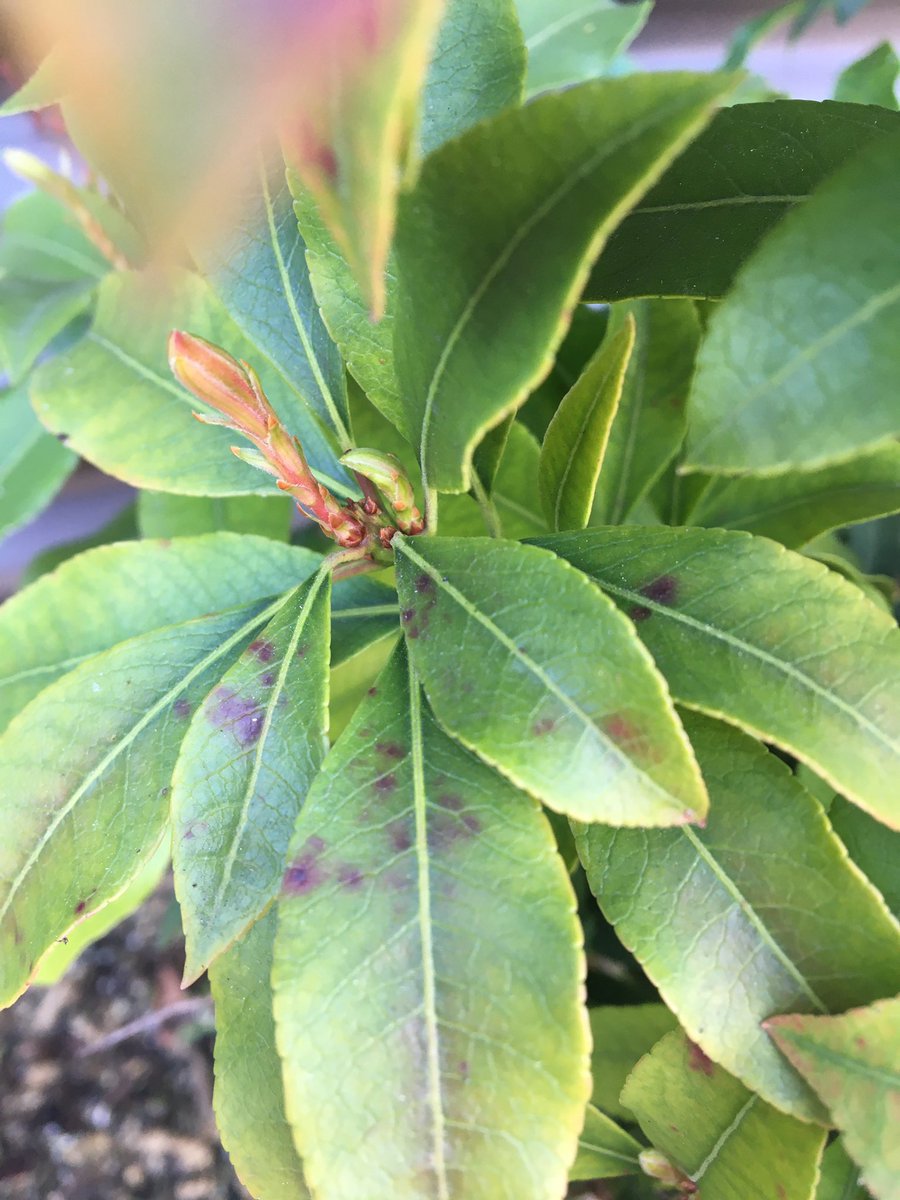 LauraTroyani's tweet photo. @Swansons My plant has these brown spots, And has had them for several months. It started on the younger leaves but now some of the more mature leaves have it. Is this some kind of fungus? Or just a carryover from winter? @heyswansons https://t.co/IjIubKz20G