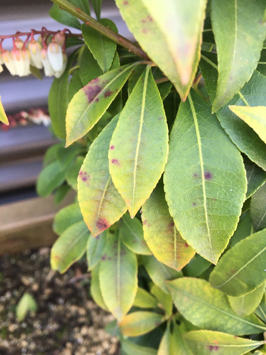 LauraTroyani's tweet photo. @Swansons My plant has these brown spots, And has had them for several months. It started on the younger leaves but now some of the more mature leaves have it. Is this some kind of fungus? Or just a carryover from winter? @heyswansons https://t.co/IjIubKz20G