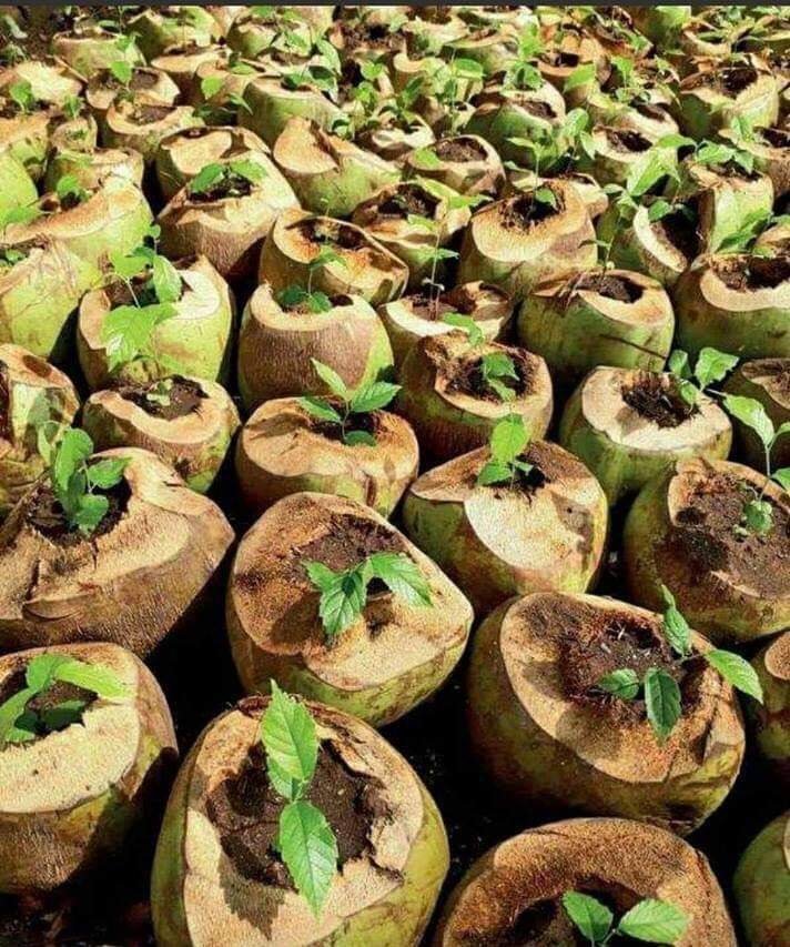 JAfrifarm's tweet photo. Agriculture is simply beautiful 🌱🌱🌱🌱
Nursary establishment in coconut husks
#Agriculture #Agribusines #AfrifarmFarms #sustainability #Ogun #Nigeria #Farming #FoodSecurity https://t.co/fAuo24qTw7
