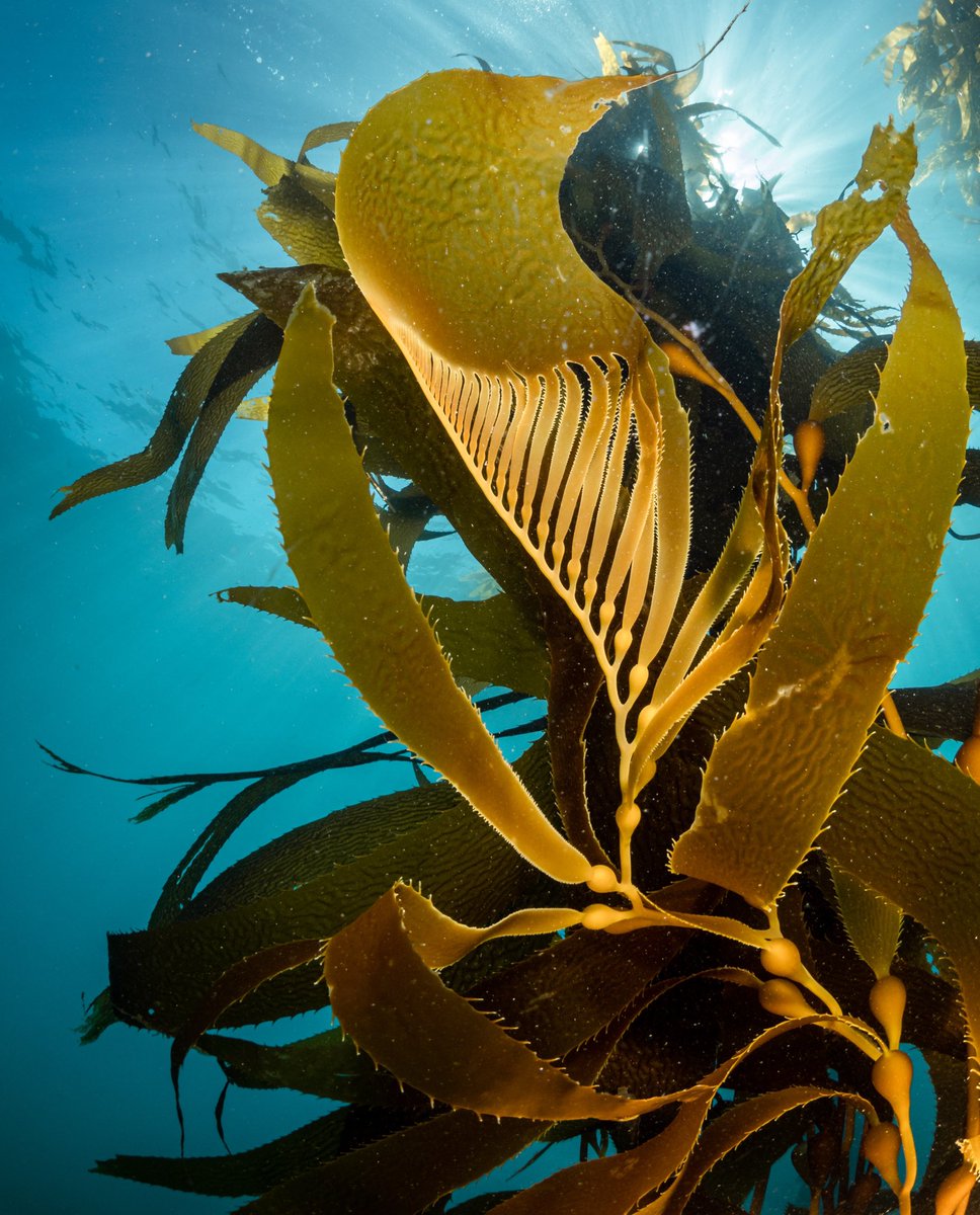 underwaterpat's tweet photo. Giant kelp scimitar blades are like visual umami https://t.co/yxtKtS01op