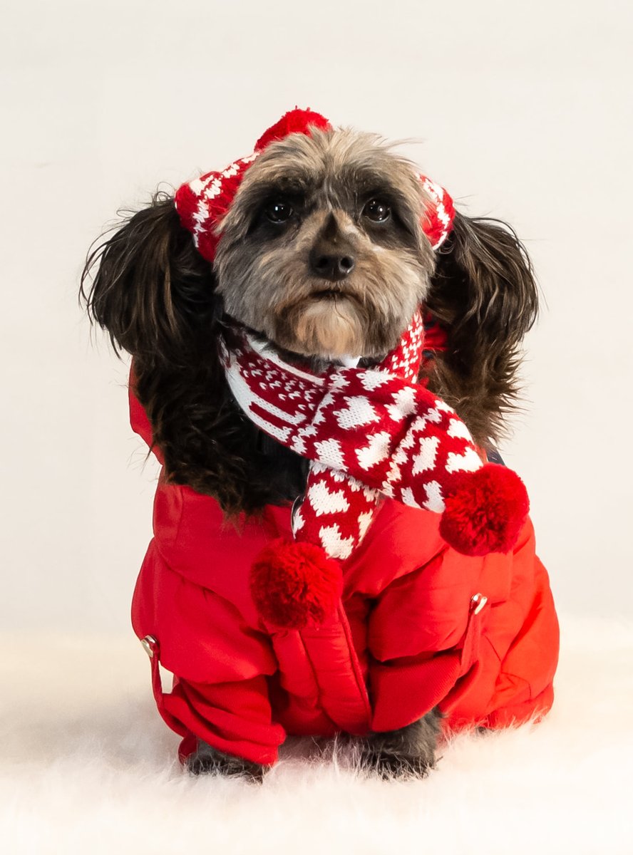 resqpups's tweet photo. Meet foster Espresso.

Espresso is a 6 yr old, 12lb male, Schnauzer mix. He tolerates other dogs, but would prefer to be an only. He is a great traveling companion, loves the car. He would like an all adult family. 

#adoptdontshop #STFBR #rescuedogsrock #furbabies  #fosterdogs https://t.co/ZIhZrtBzeZ