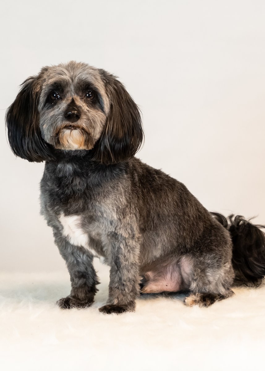 resqpups's tweet photo. Meet foster Espresso.

Espresso is a 6 yr old, 12lb male, Schnauzer mix. He tolerates other dogs, but would prefer to be an only. He is a great traveling companion, loves the car. He would like an all adult family. 

#adoptdontshop #STFBR #rescuedogsrock #furbabies  #fosterdogs https://t.co/ZIhZrtBzeZ