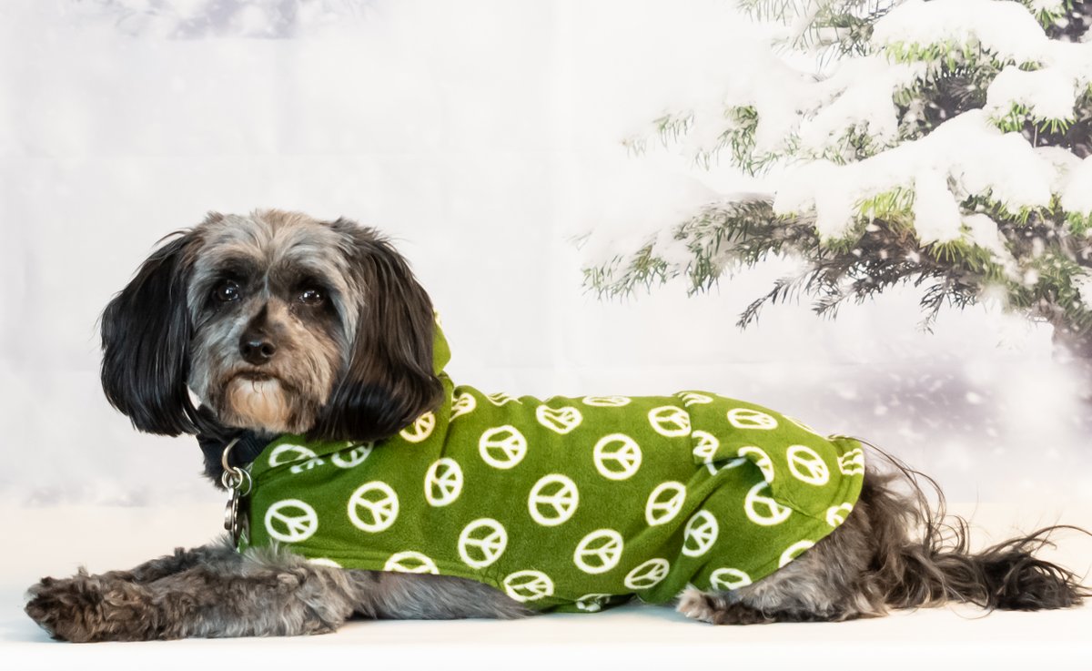 resqpups's tweet photo. Meet foster Espresso.

Espresso is a 6 yr old, 12lb male, Schnauzer mix. He tolerates other dogs, but would prefer to be an only. He is a great traveling companion, loves the car. He would like an all adult family. 

#adoptdontshop #STFBR #rescuedogsrock #furbabies  #fosterdogs https://t.co/ZIhZrtBzeZ