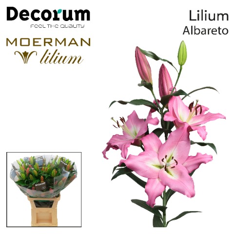 @Luus RFH (klok) tweet media