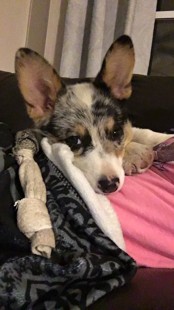 Mer_Jo2015's tweet photo. Don’t let his good looks fool ya, he’s a shithead. 💙 https://t.co/S7M9ZYgsEn