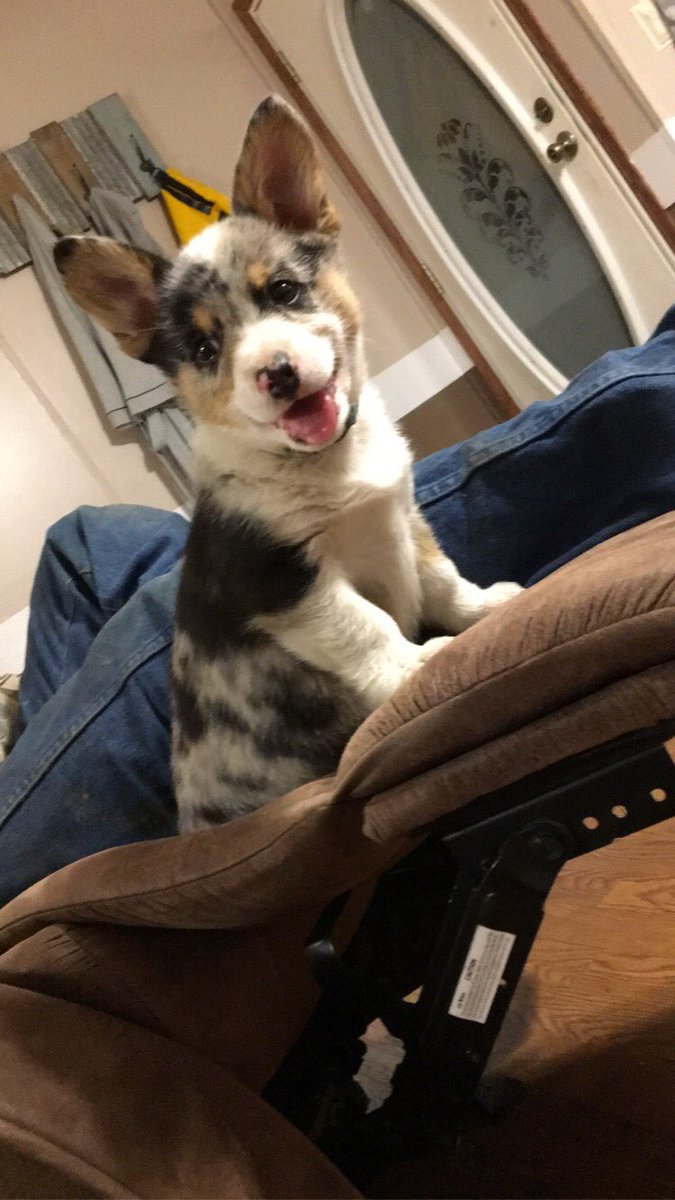 Mer_Jo2015's tweet photo. Don’t let his good looks fool ya, he’s a shithead. 💙 https://t.co/S7M9ZYgsEn