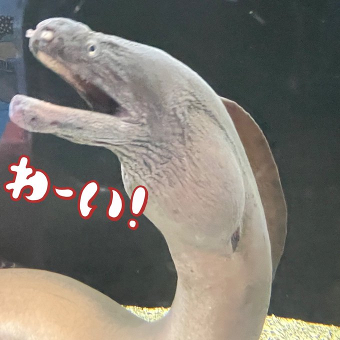 ウツボ 高画質 のtwitterイラスト検索結果 古い順