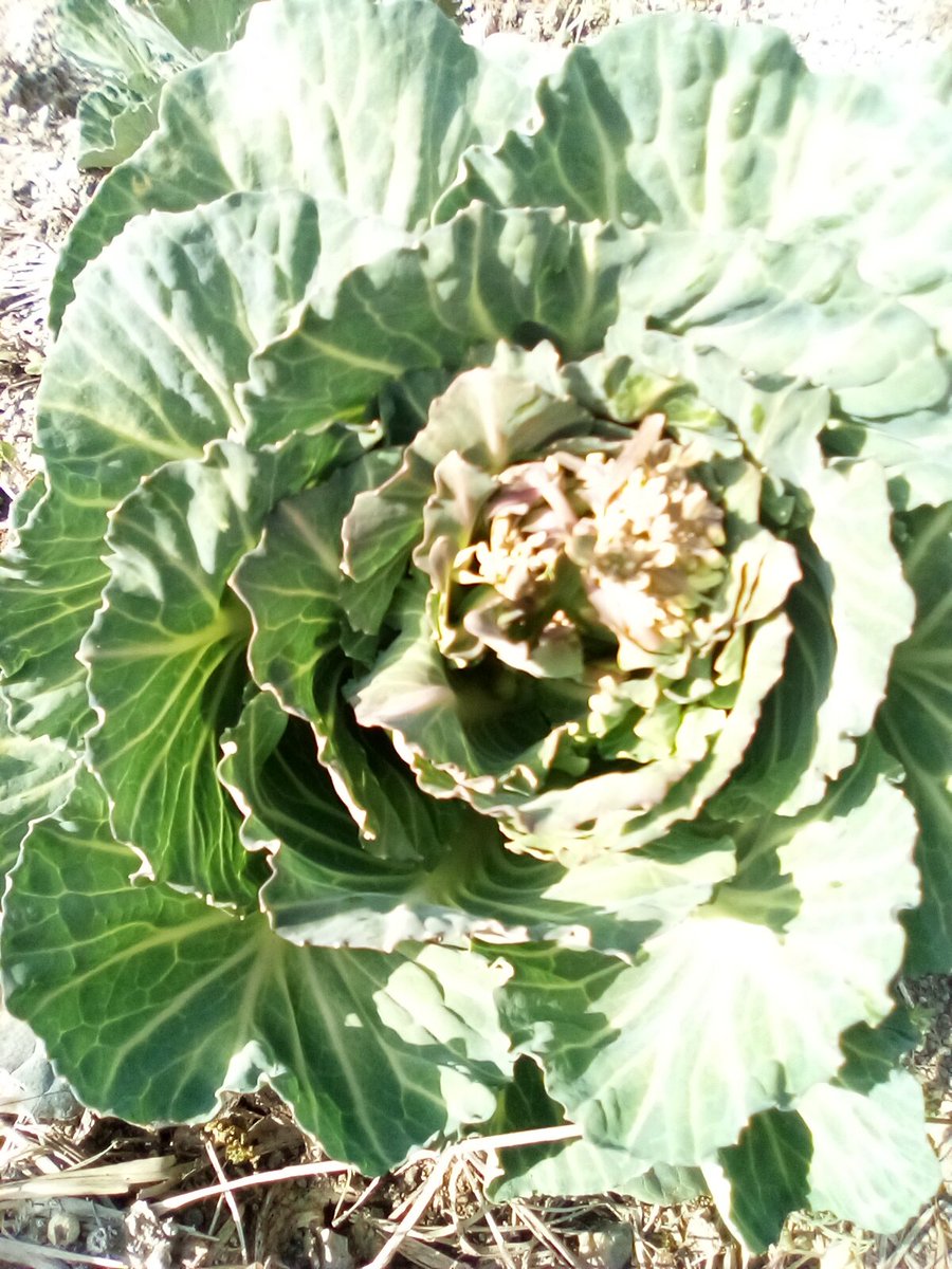 キャベツの花 キャベツの花