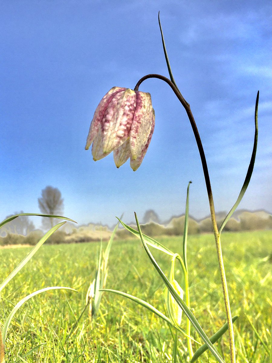 The rare snake’s head fritillary flowers are starting to come out in the Iffley Meadows behind/near Isis Farmhouse pub. Absolutely beautiful, delicate, surreal. A delight to behold. #fritillaria #snakesheadfritillaries #iffleymeadows #oxford #flowers #springtime #rareflowers