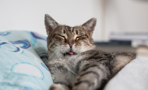 Shutterstock's tweet photo. Shutterstock Search: Cats with tongue out 

me: 🥺🥺🥺

https://t.co/lp0WEoexlt https://t.co/bY90Q5nHNI