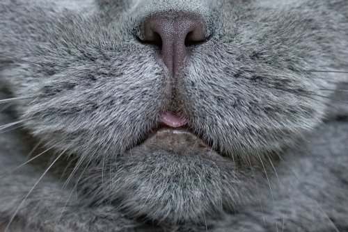 Shutterstock's tweet photo. Shutterstock Search: Cats with tongue out 

me: 🥺🥺🥺

https://t.co/lp0WEoexlt https://t.co/bY90Q5nHNI