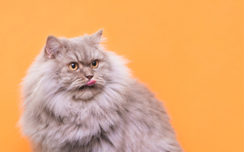 Shutterstock's tweet photo. Shutterstock Search: Cats with tongue out 

me: 🥺🥺🥺

https://t.co/lp0WEoexlt https://t.co/bY90Q5nHNI
