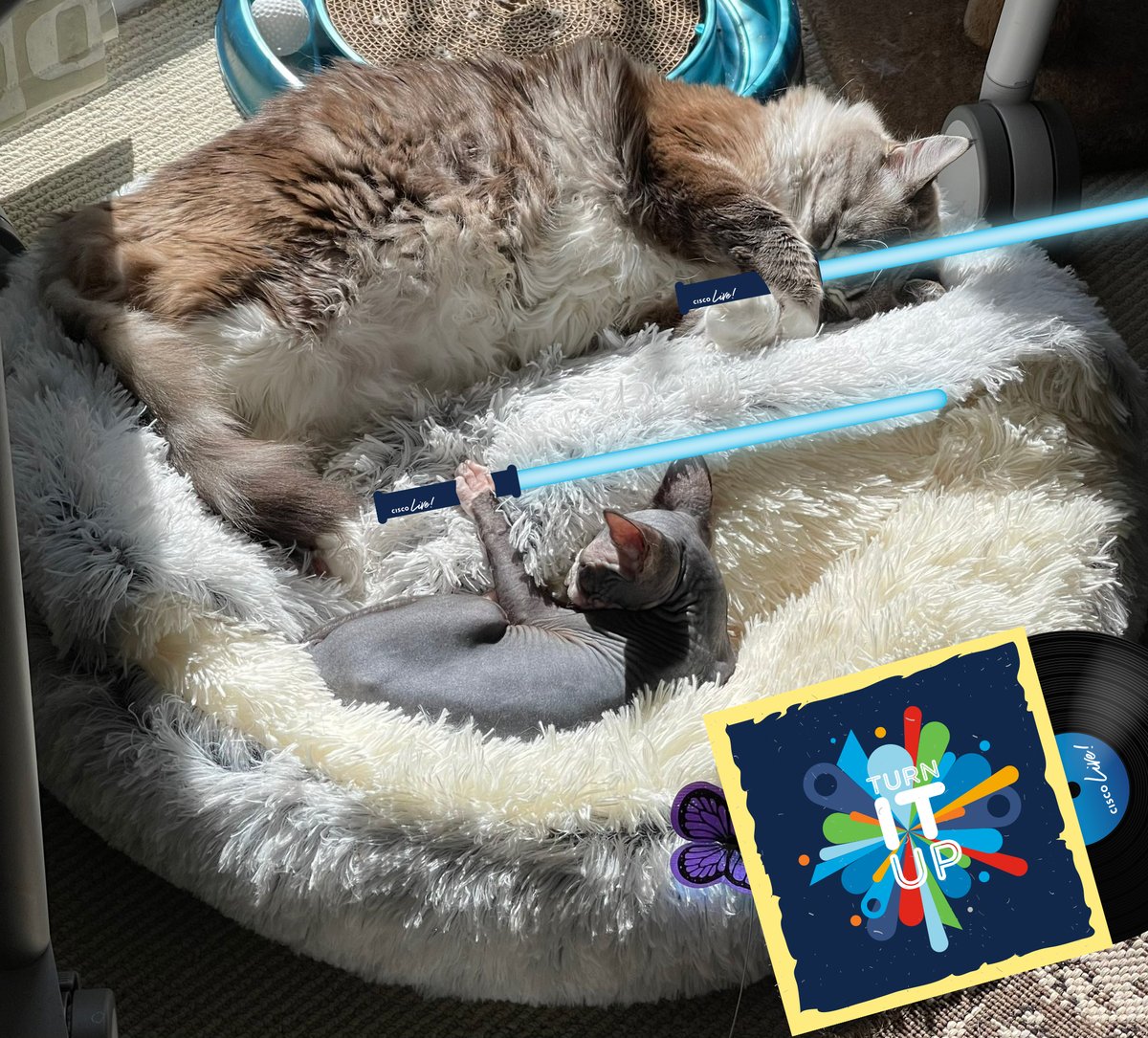 CiscoLive's tweet photo. @caro_milanesi @jpatel41 As soon as nap time is over they are ready to battle! #CiscoLive ^LV #catsofciscolive https://t.co/2apTjrhAUf