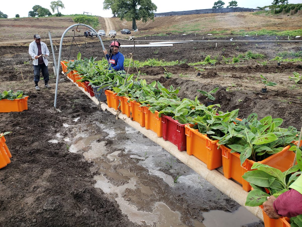 Hoy empezó la siembra de banano orgánico en <a href="/SantaElenaGreen/">Santa Elena Green Products</a>.

Sabemos que hay mucha incertidumbre, típica de la temporada electoral, pero no nos paralizaremos, nos arriesgamos e invertimos en nuestro país.

Ecuador Sanará 🇪🇨❤.