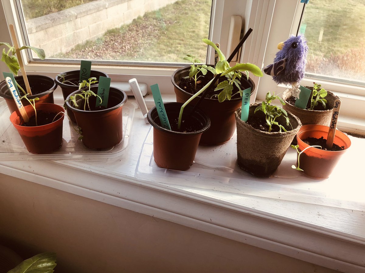 andiovenden's tweet photo. Thank you to the DP department @TLKLife for this start to my summer garden!  My kids are thrilled! https://t.co/JOkQdi4hEA