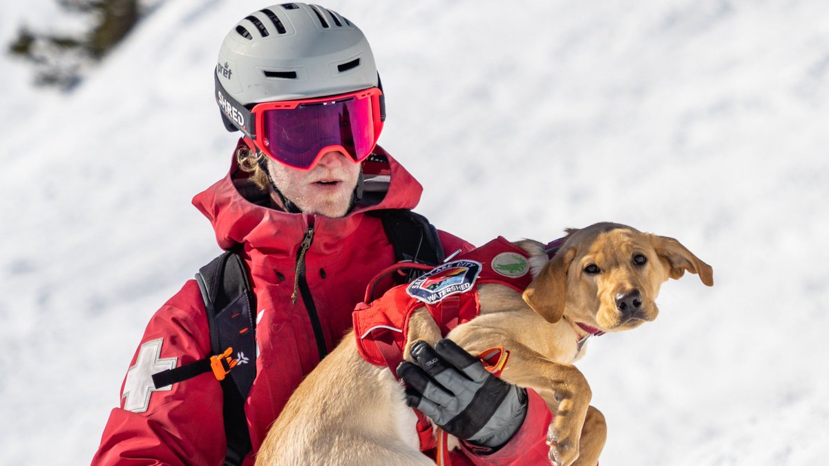 Snowbird's tweet photo. Alli-Gator has been a heart melter since day one. 
#Snowbird #SnowbirdSkiPatrol #AvalancheRescueDogs #SubaruLovesPets https://t.co/Pkf8PtTSMa