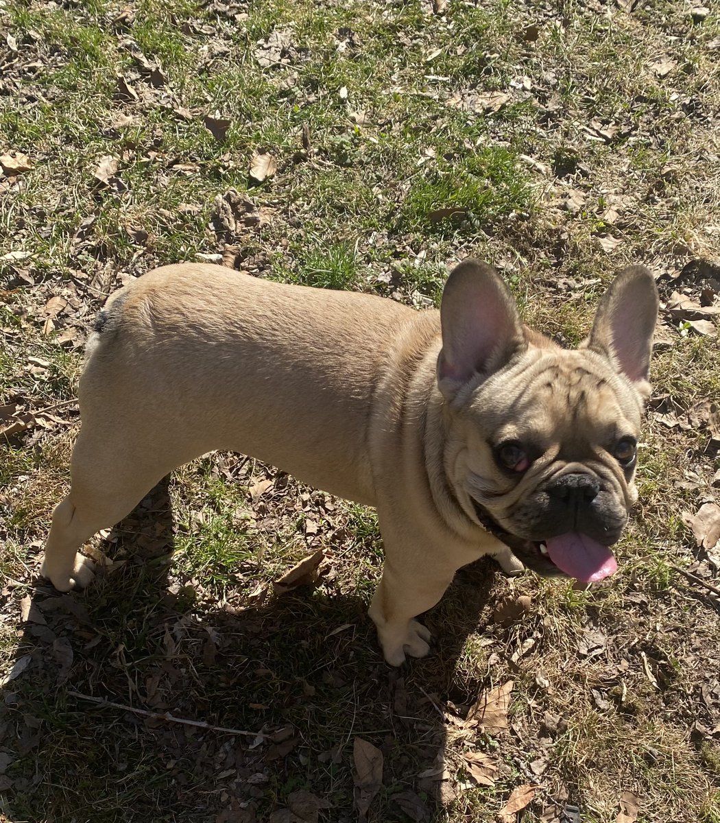 ChrisJirau's tweet photo. Thanks for the info @FINALLEVEL today, I’m gonna look for a #bulldog/#frenchbulldog eye specialist. This is my boy Finn, he says wassup! @cocosworld 🐶 https://t.co/AulNWgnNIF