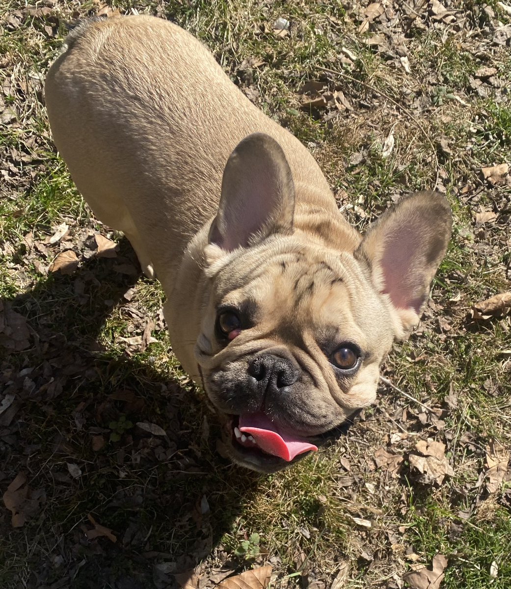 ChrisJirau's tweet photo. Thanks for the info @FINALLEVEL today, I’m gonna look for a #bulldog/#frenchbulldog eye specialist. This is my boy Finn, he says wassup! @cocosworld 🐶 https://t.co/AulNWgnNIF
