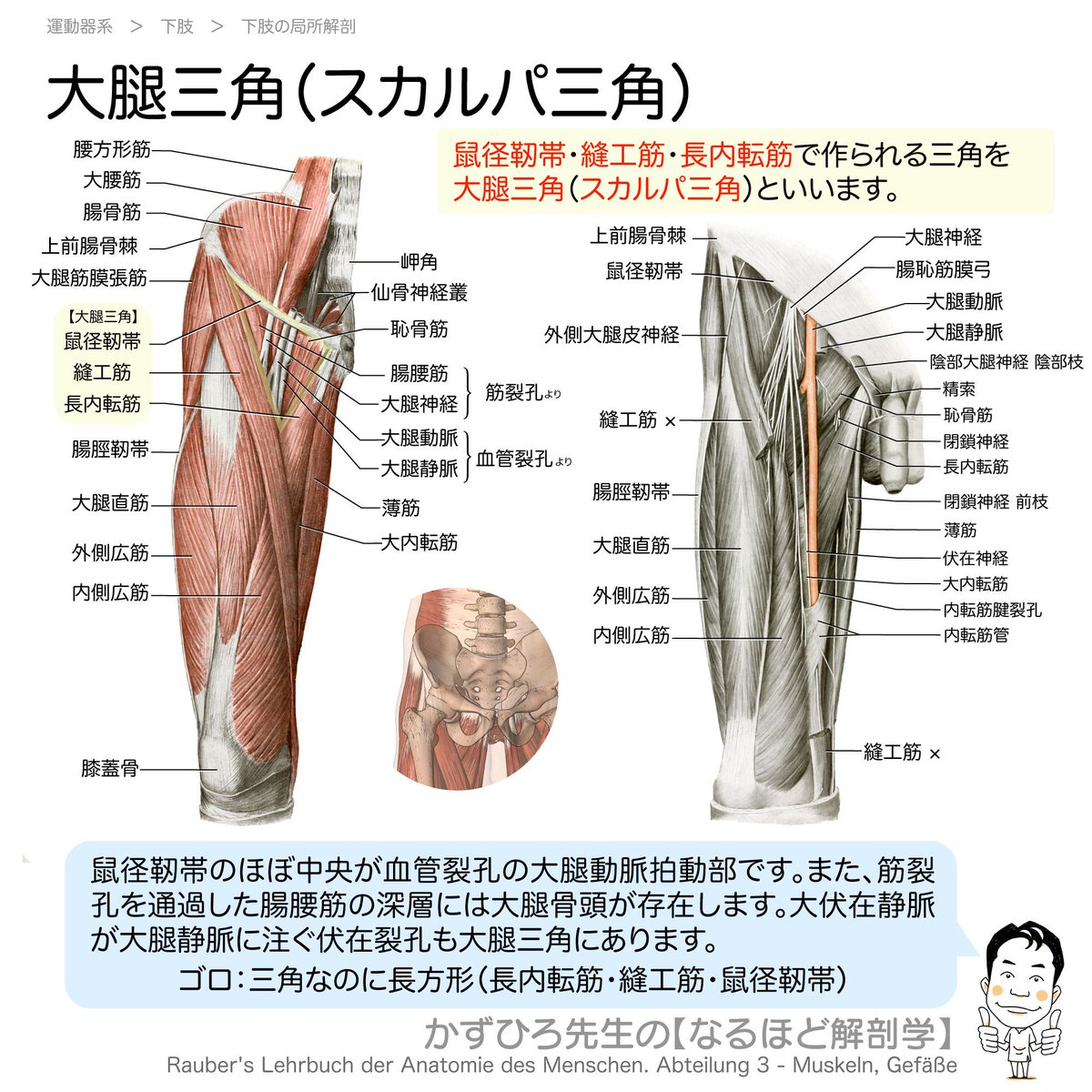 大腿三角 大腿三角