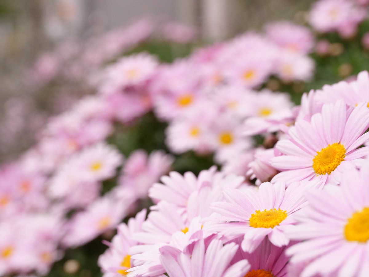 Piyos X3krdxcydspfhxn 春の朝 小さな草花 美しい ちなみに ピンク色は 上から マーガレット 芝桜 プリムラポリアンサ 西洋ツキミソウだと思われます 私は フリージアが好きです Twitter