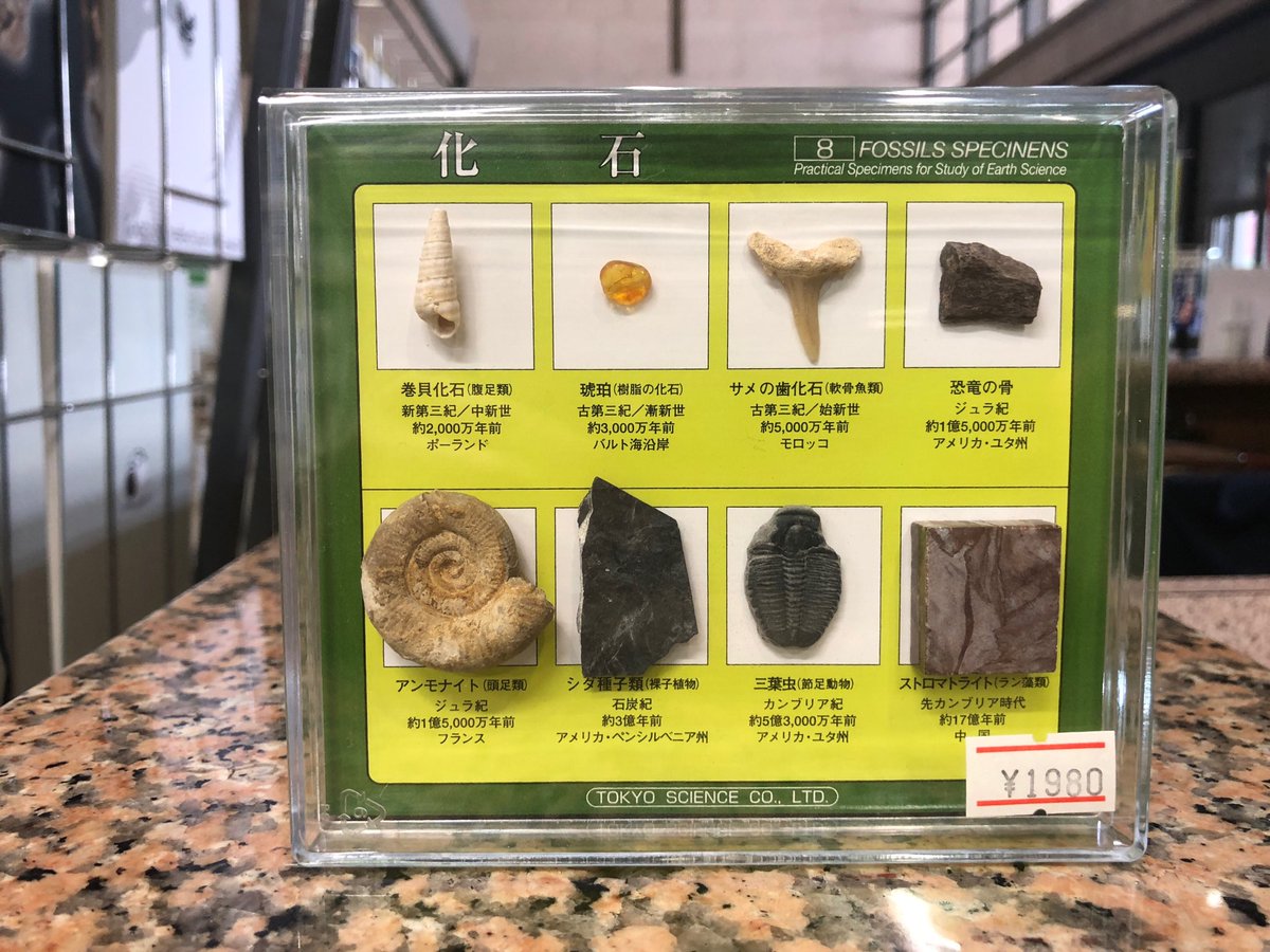 栃木県立博物館友の会 on Twitter: