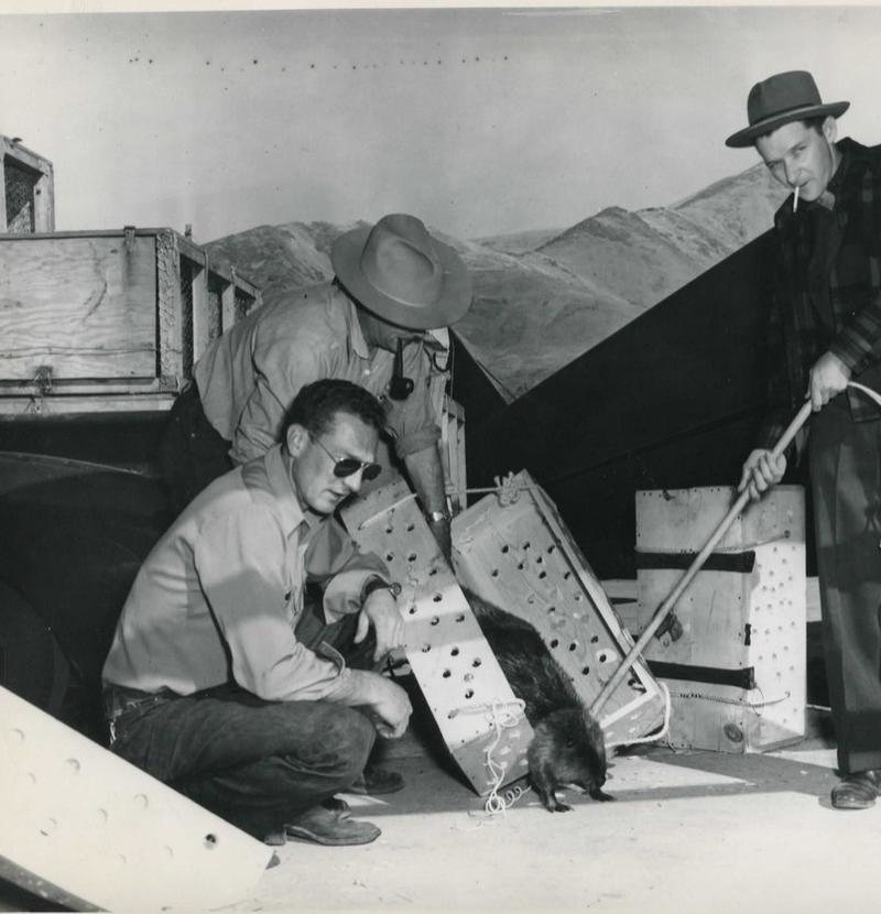 weird_hist's tweet photo. The best altitude for dropping a beaver by parachute is between 500 and 800 feet, according to a 1948 operation that relocated 76 beavers to a remote lake in Idaho. https://t.co/moaWTLkcav