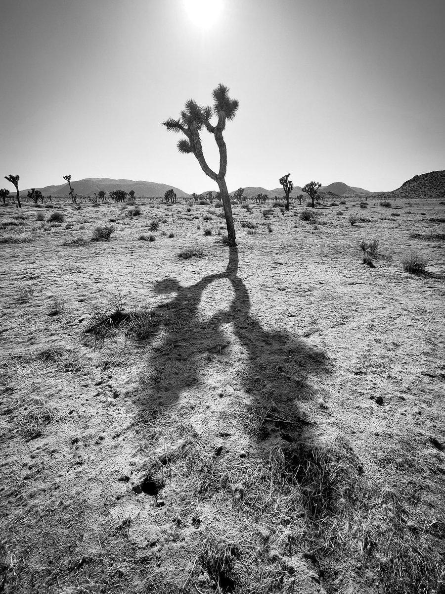 Ohad Ben-Yoseph tweet media