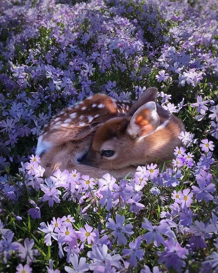 Norway_Pine's tweet photo. Spring Undercover 🕊 https://t.co/P5dkYBfjJ3