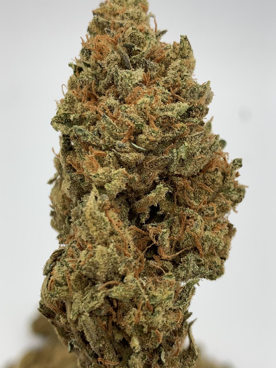 drgreenthumbth's tweet photo. Beautiful cannabis flowers
#Drgreenthumb
#Growstone #CannabisMedicinal
#cannabis
#Weed
#CannabisCommunity
#ปลูกกัญชาถูกกฎหมาย
#กัญชาออแกนิค
#กัญชารักษาโรค
#กัญชาเพื่อการแพทย์
#newnormalproject https://t.co/GqRalJGRxW