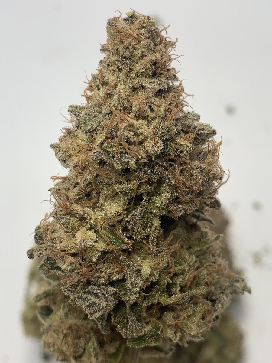 drgreenthumbth's tweet photo. Beautiful cannabis flowers
#Drgreenthumb
#Growstone #CannabisMedicinal
#cannabis
#Weed
#CannabisCommunity
#ปลูกกัญชาถูกกฎหมาย
#กัญชาออแกนิค
#กัญชารักษาโรค
#กัญชาเพื่อการแพทย์
#newnormalproject https://t.co/GqRalJGRxW