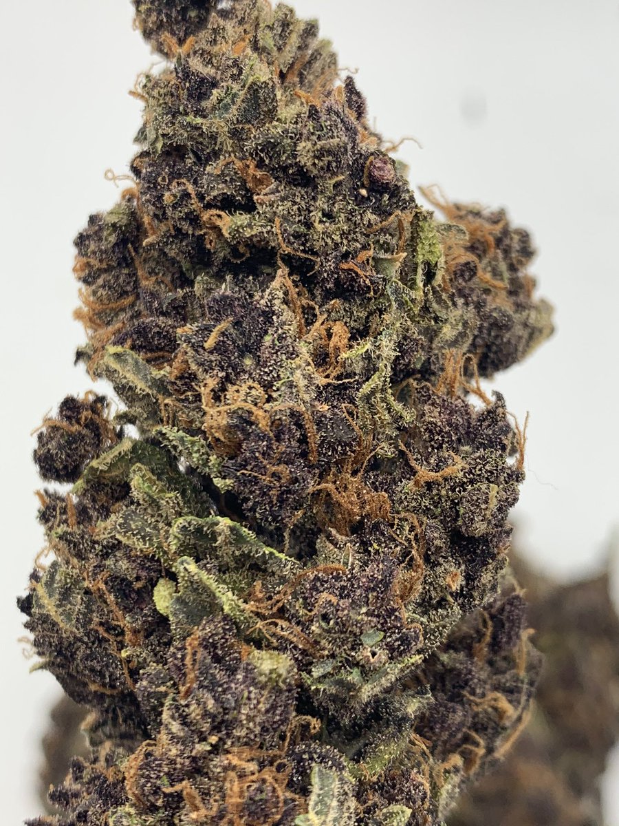 drgreenthumbth's tweet photo. Beautiful cannabis flowers
#Drgreenthumb
#Growstone #CannabisMedicinal
#cannabis
#Weed
#CannabisCommunity
#ปลูกกัญชาถูกกฎหมาย
#กัญชาออแกนิค
#กัญชารักษาโรค
#กัญชาเพื่อการแพทย์
#newnormalproject https://t.co/GqRalJGRxW