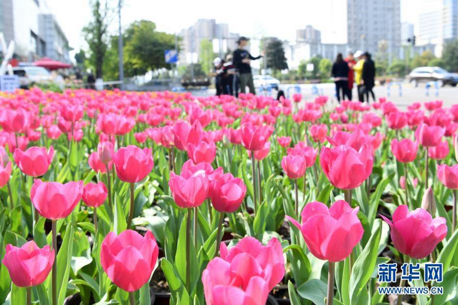 xinjiangru1's tweet photo. На торговых улицах Лунчжоувань района Банань города Чунцин пышно зацвели 600 тыс. тюльпанов 10-и с лишним видов, что привлекает немало туристов. #Bejing https://t.co/zxQEzO7oUT