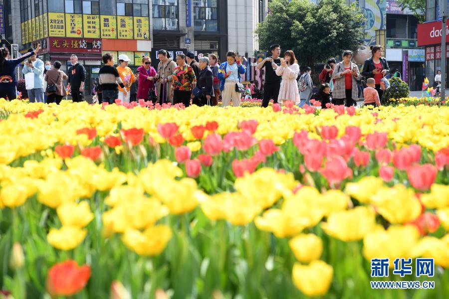 xinjiangru1's tweet photo. На торговых улицах Лунчжоувань района Банань города Чунцин пышно зацвели 600 тыс. тюльпанов 10-и с лишним видов, что привлекает немало туристов. #Bejing https://t.co/zxQEzO7oUT