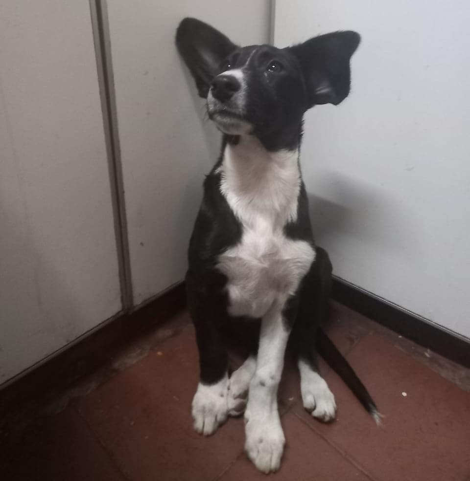 Dis en adopción responsable!🐕❤

Cachorro de 4 meses desparasitado y con la primer vacuna. Sera de tamaño mediano a grande! Se lleva perfecto con otros perros y gatos🐈🐕

Para adoptarlo llena este  formulario a su nombre  forms.gle/wCVMmLYbGWHKSe… 

#AdoptaNoCompres #Adopta