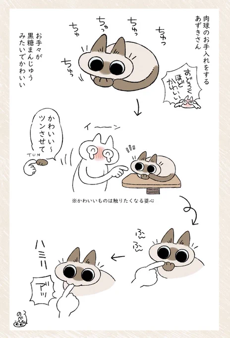 ツンさせてや〜 #シャム猫あずきさんは世界の中心 