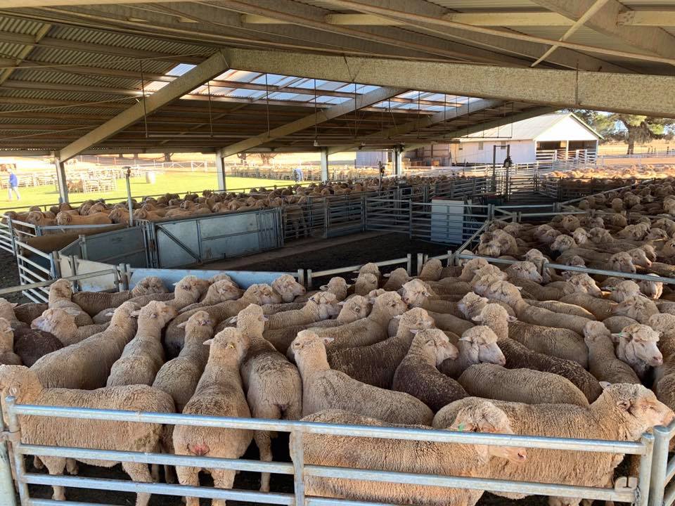 CollinsvilleAUS's tweet photo. COLLINSVILLE ARE HIRING
With the recent expansion through the purchase of the East Bungaree flock, Collinsville Stud Merinos are seeking an enthusiastic & passionate person to join the team. More info visit: https://t.co/skxzRdl2ie
#CollinsvilleStudMerinos #ProfitableSheep https://t.co/iAoT3mAJSS