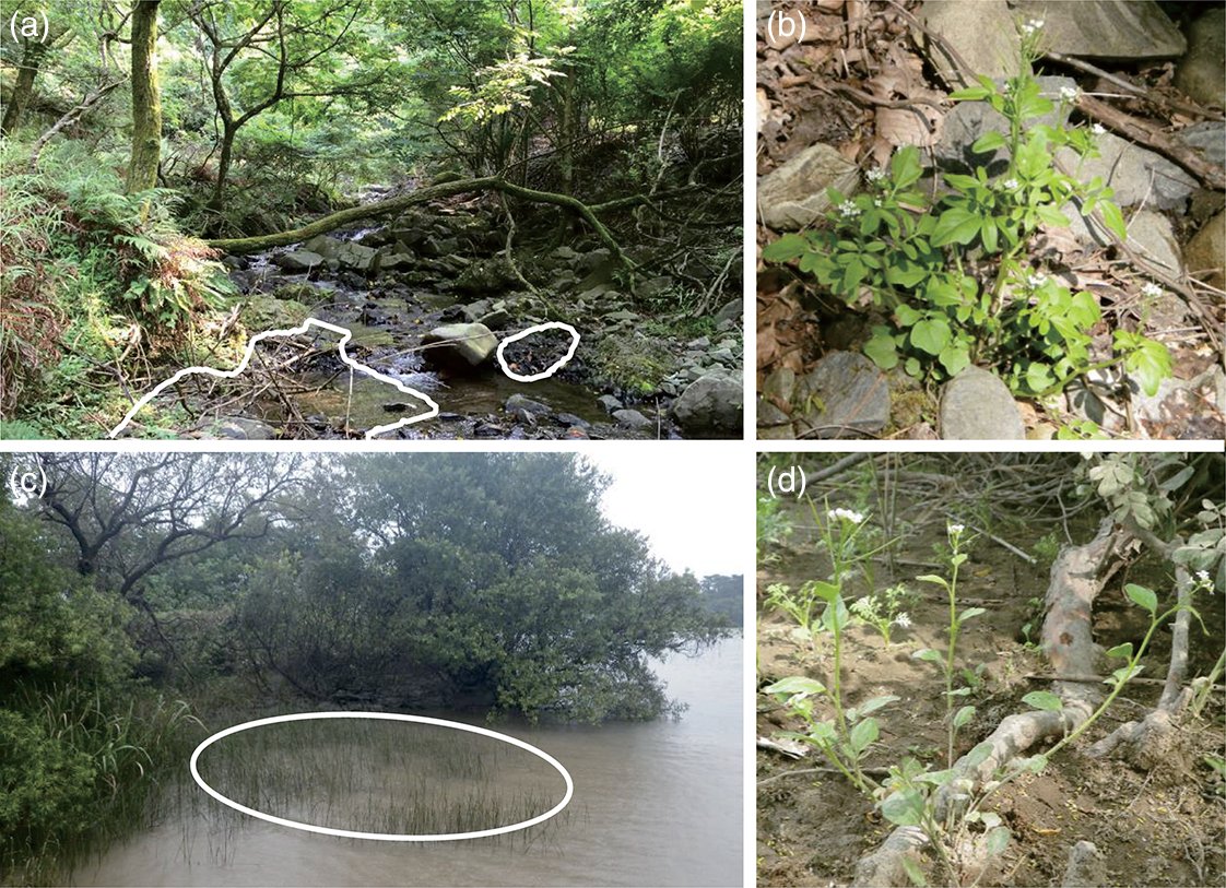 PlantSpeciesBio's tweet photo. Population differentiation in the leaf shape and growth form of Cardamine scutata Thunb. in tidal and non‐tidal habitats

Eri Soga et al
https://t.co/QAgmE1PgHv

#IntraspecificVariation #wetlands https://t.co/Wrkji9hgE0