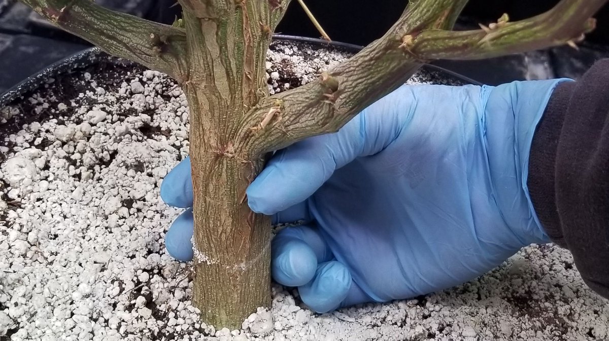 BlackDogLED's tweet photo. Sometimes you just have to grab life by the stalk! This Banana Punch is looking nice and thick! 🍌👊
#BlackDogLED https://t.co/Dl2bsf4TDr